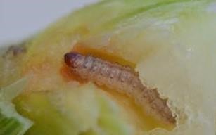 Assistance With European Corn Borer Survey Requested